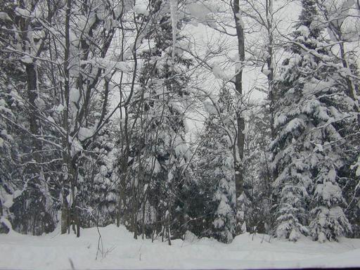 Trees around the cabin.