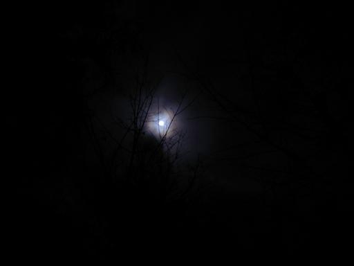 The moon through some trees.