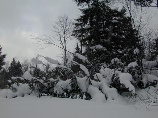 Large tree fallen across the trail.