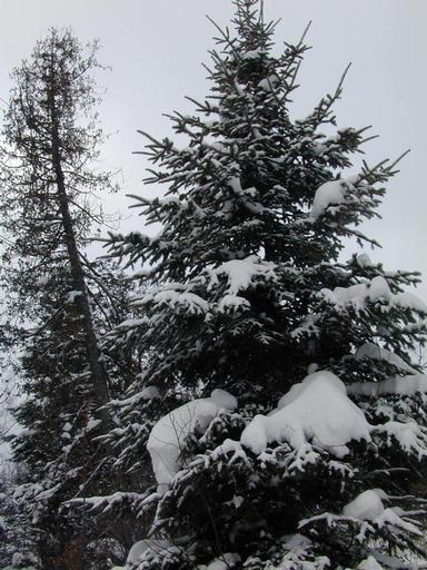 Scenery behind the cabin.