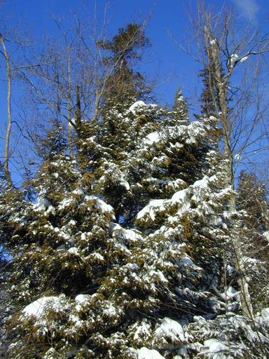 Scenery behind the cabin.