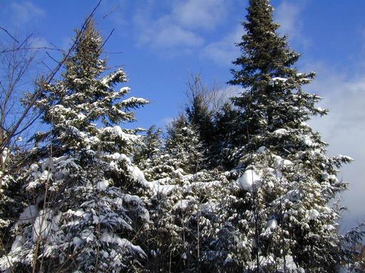 Scenery behind the cabin.