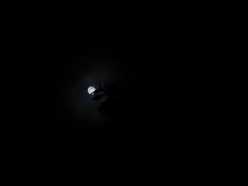 Moon through a pine tree.