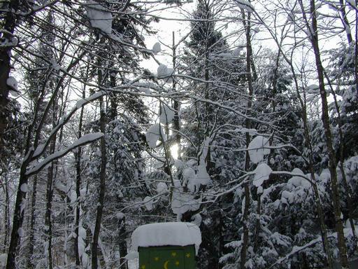 Trees by the cabin with the sun trying to come out.