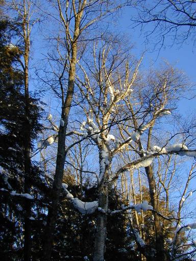 Scenery around the cabin.