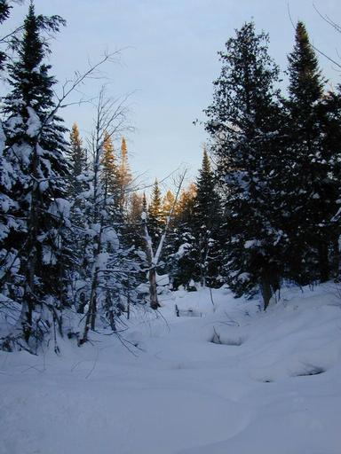 Scenery around the cabin.