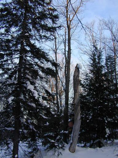 Scenery around the cabin.