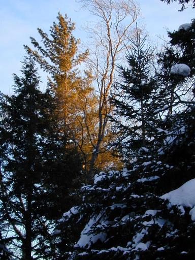 Scenery around the cabin.