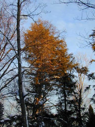 Scenery around the cabin.