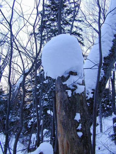 Scenery around the cabin.