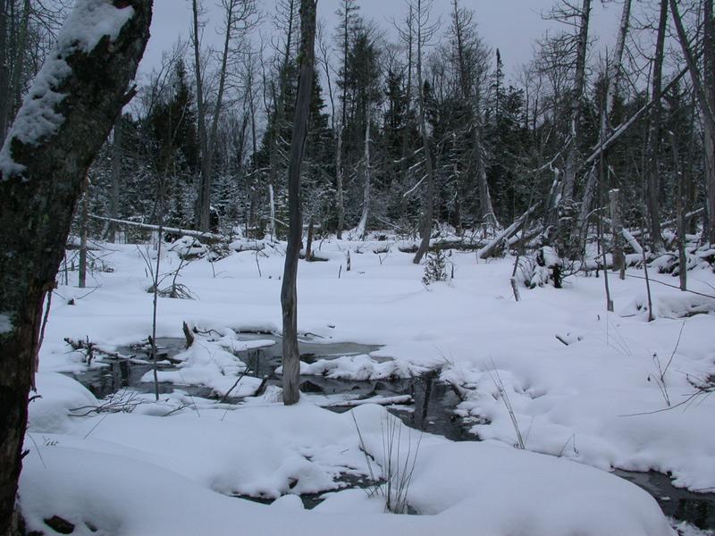 Marsh behind the cabin.