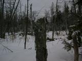 Marsh behind the cabin.