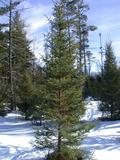 Scenery across McCloud Grade.