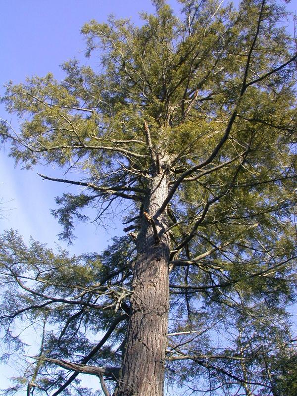 Very tall tree across McCloud Grade.