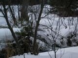 Beaver dam behind cabin.