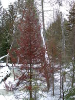 Tree behind the cabin.