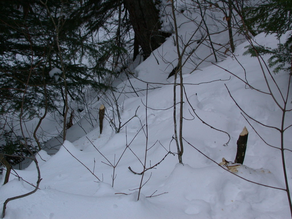 Signs of beaver activity near the Sucker river.