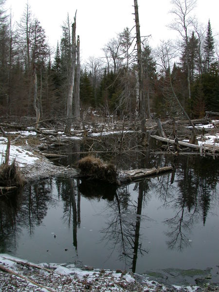 Beaver pond behind the cabin.