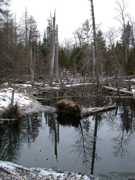 Beaver pond behind the cabin.