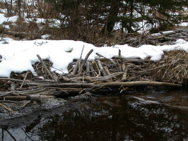 Large beaver dam (which we use as a bridge).