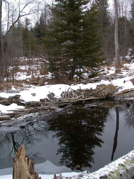 Large beaver dam (which we use as a bridge).