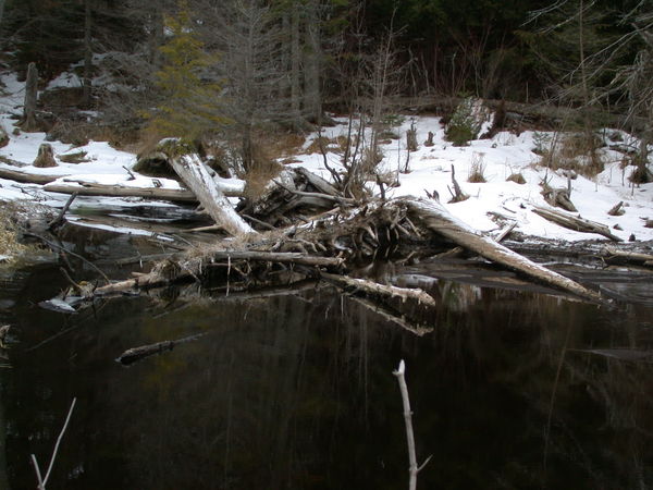 Beaver pond behind the cabin.