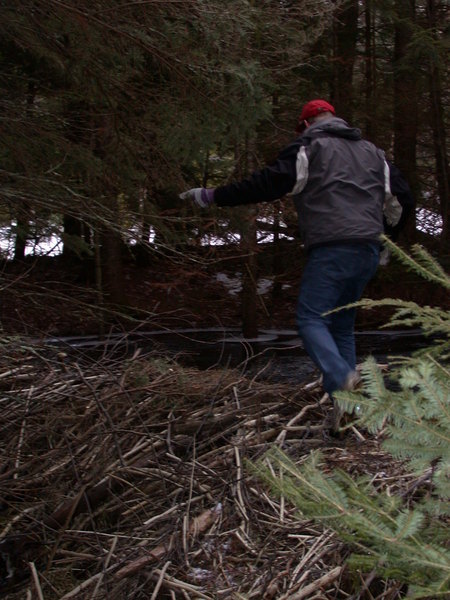 Bill walking over another beaver dam near the cabin.