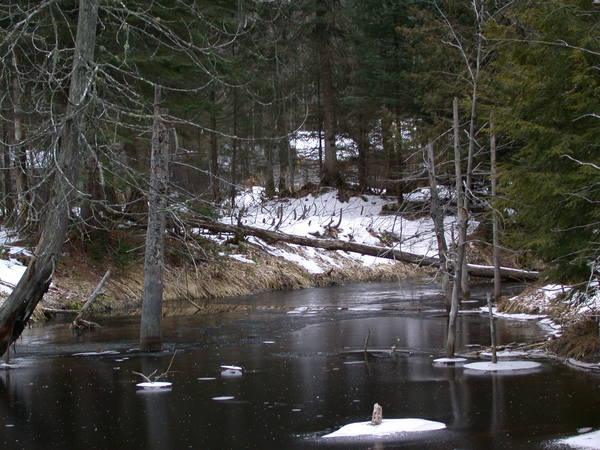 Beaver pond close to the cabin.