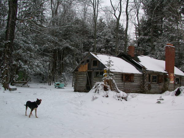 Abby by the cabin after a light snow.