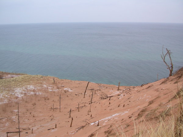 Ghost forest.