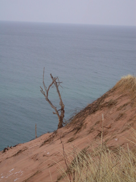 Ghost forest.