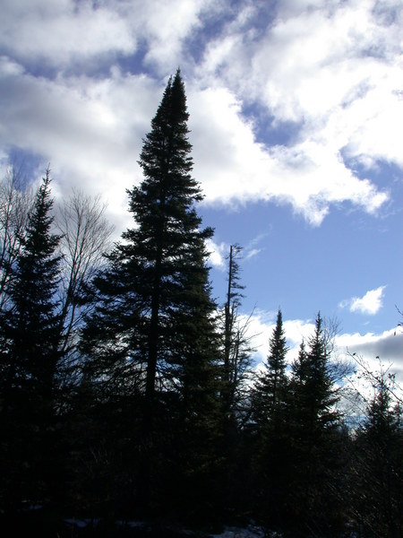 Tree and sky.