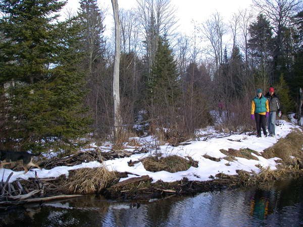 Vittoria and Bill approaching the beaver dam.