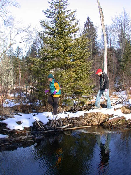 Vittoria and Bill crossing on the beaver dam.