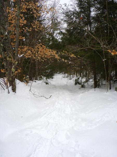 Drive way into the Cabin.