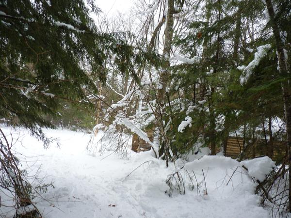 First site of the Cabin coming up the driveway.