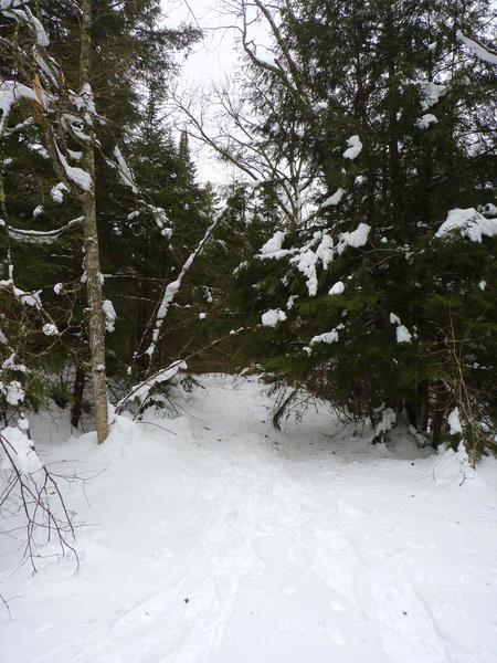 Drive way out of the Cabin.