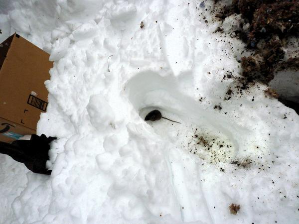 The mouse that was in the huge mouse nest inside the woodstove.