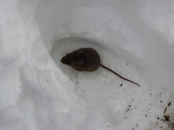 The mouse that was in the huge mouse nest inside the woodstove.