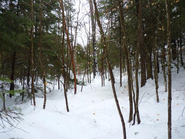 Snowshoeing through the woods.