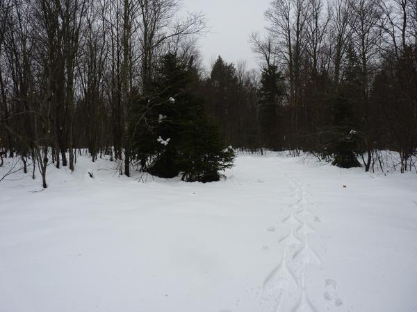 A more open trail with my snowshoe tracks.