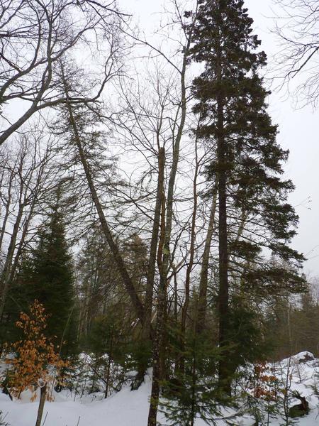 A severely leaning tree.