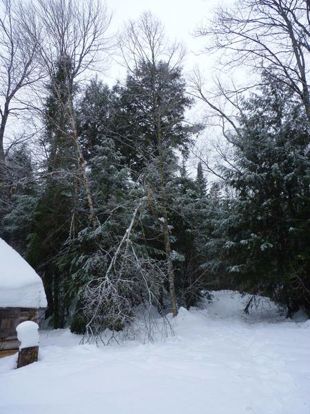 Scenery near the Cabin after a light snowfall.