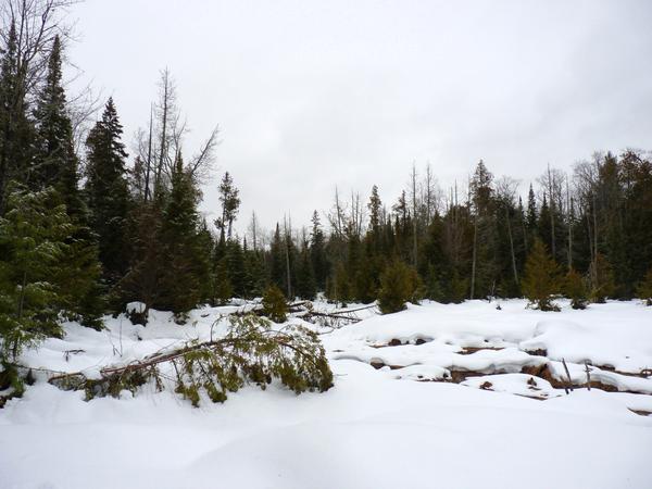 Scenery of river near the Cabin.