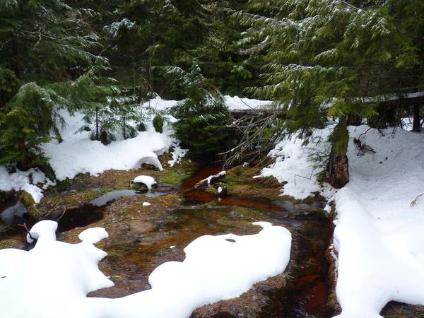 Scenery of creek near the Cabin with a newly fallen tree.