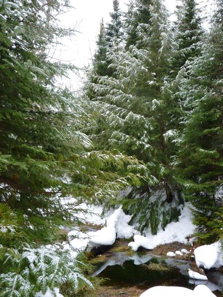 Scenery of creek near the Cabin.