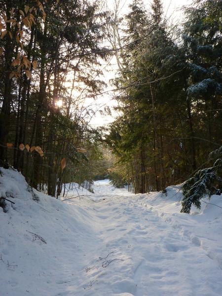 Cleared driveway into the Cabin.