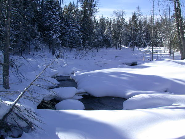 The swamp behind the cabin.