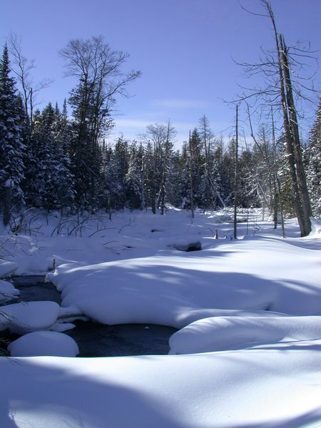 The swamp behind the cabin.