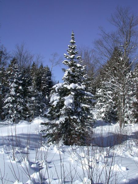 Pine tree where the water comes back up from the beaver dam.